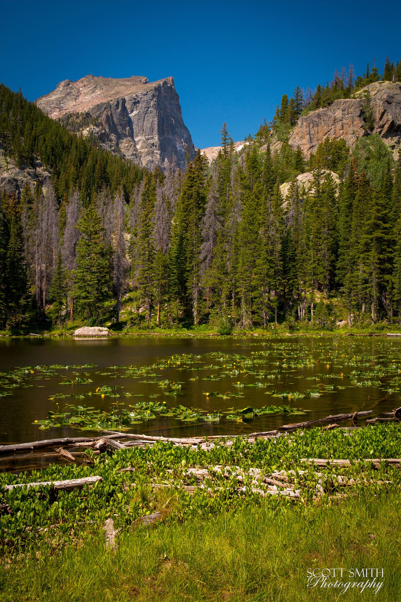 Hallett Peak from Nymph Lake  by Scott Smith Photos