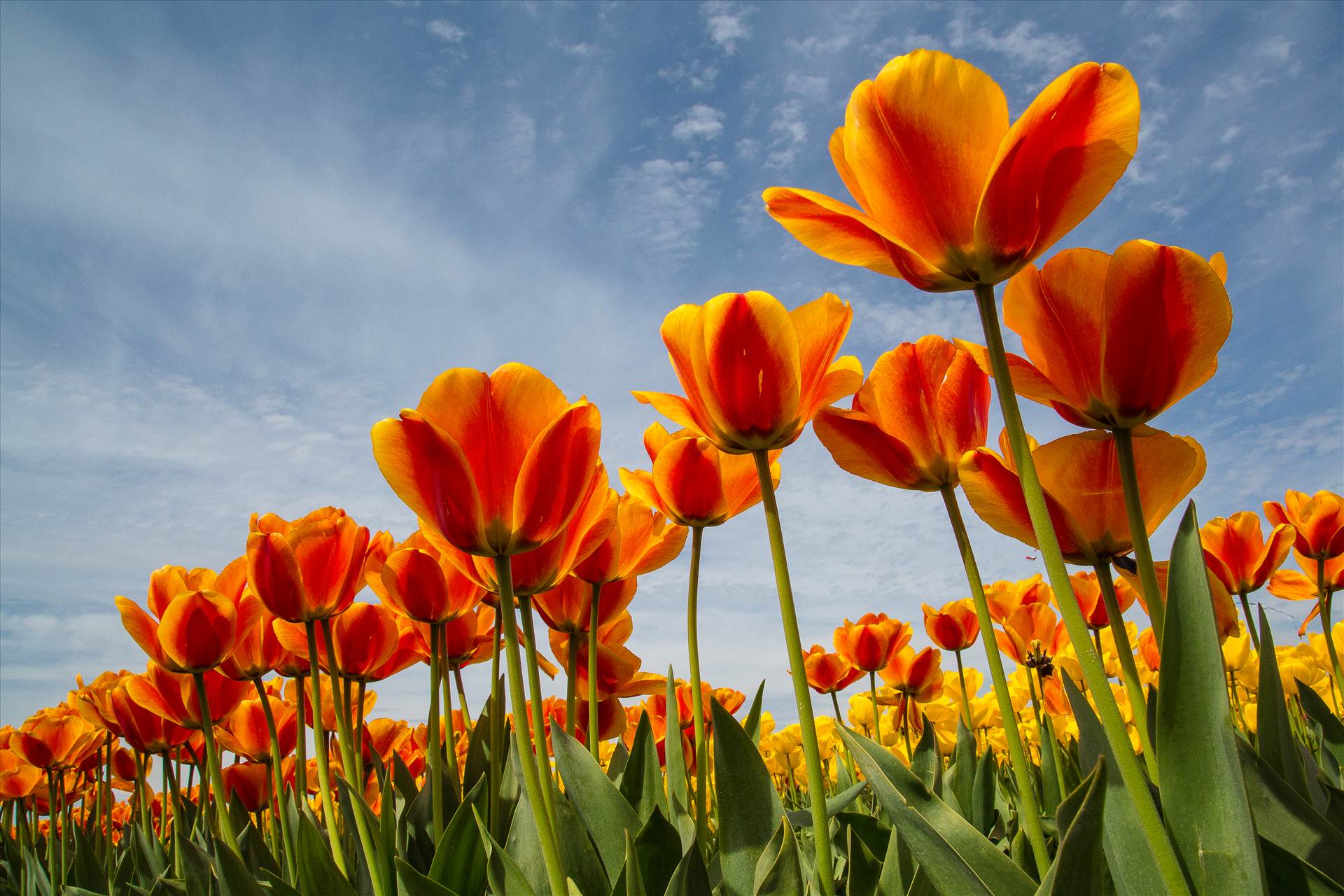 Tulip Festival From the Skagit County Tulip Festival in Washington state. by Scott Smith Photos