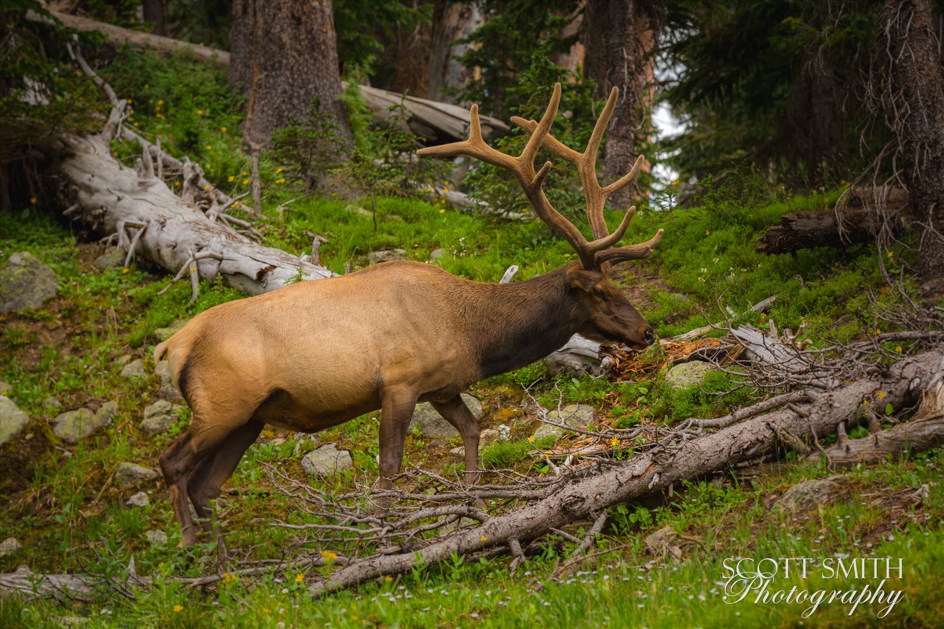 Elk Bull No 2  by Scott Smith Photos