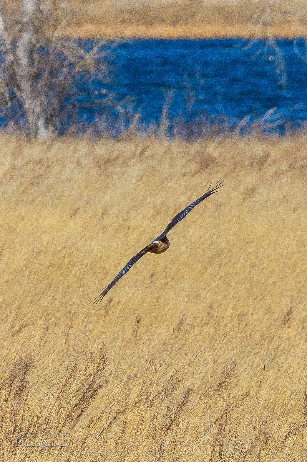 Marsh Hawk 3  A marsh hawk glides over the grass at the Rocky Mountain Arsenal Wildlife Refuge. by Scott Smith Photos