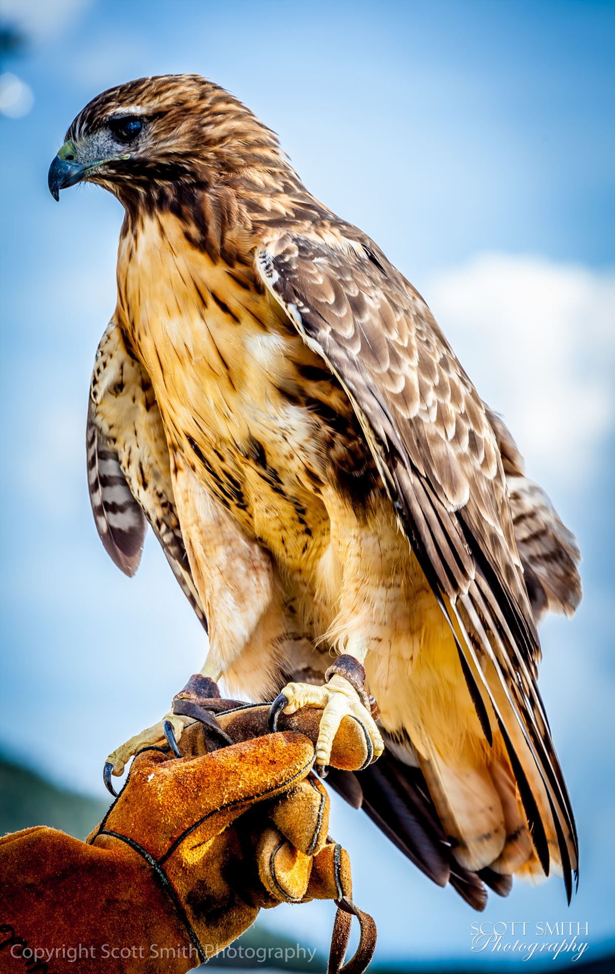Rocky Mountain National Park 7  by Scott Smith Photos