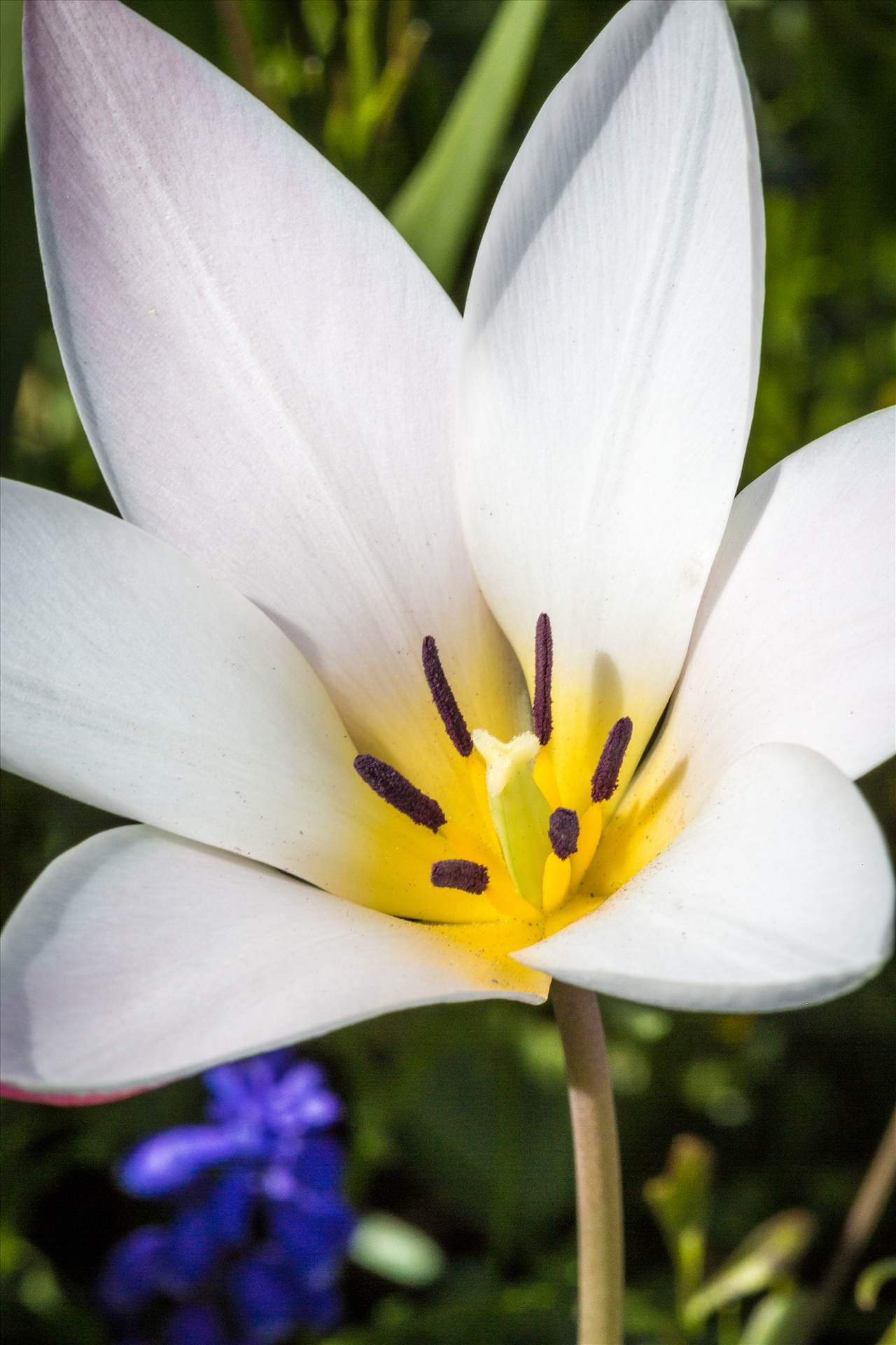 Spring Tulip A beautiful tulip in Langley, Washington. by Scott Smith Photos