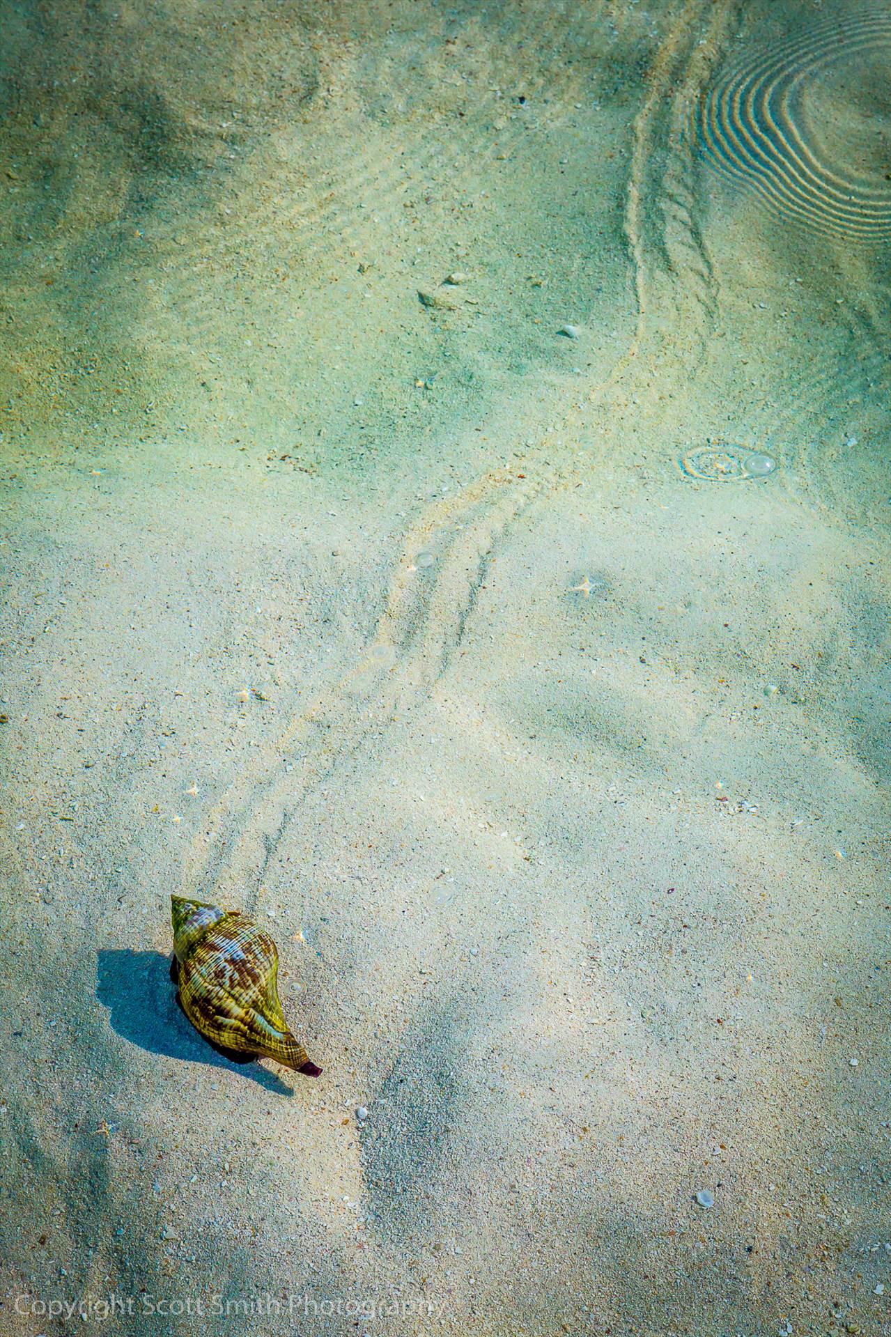 Places to Go This conch was slowly, but surely, making his way to deeper water from the sandbar at Woman Key. by Scott Smith Photos