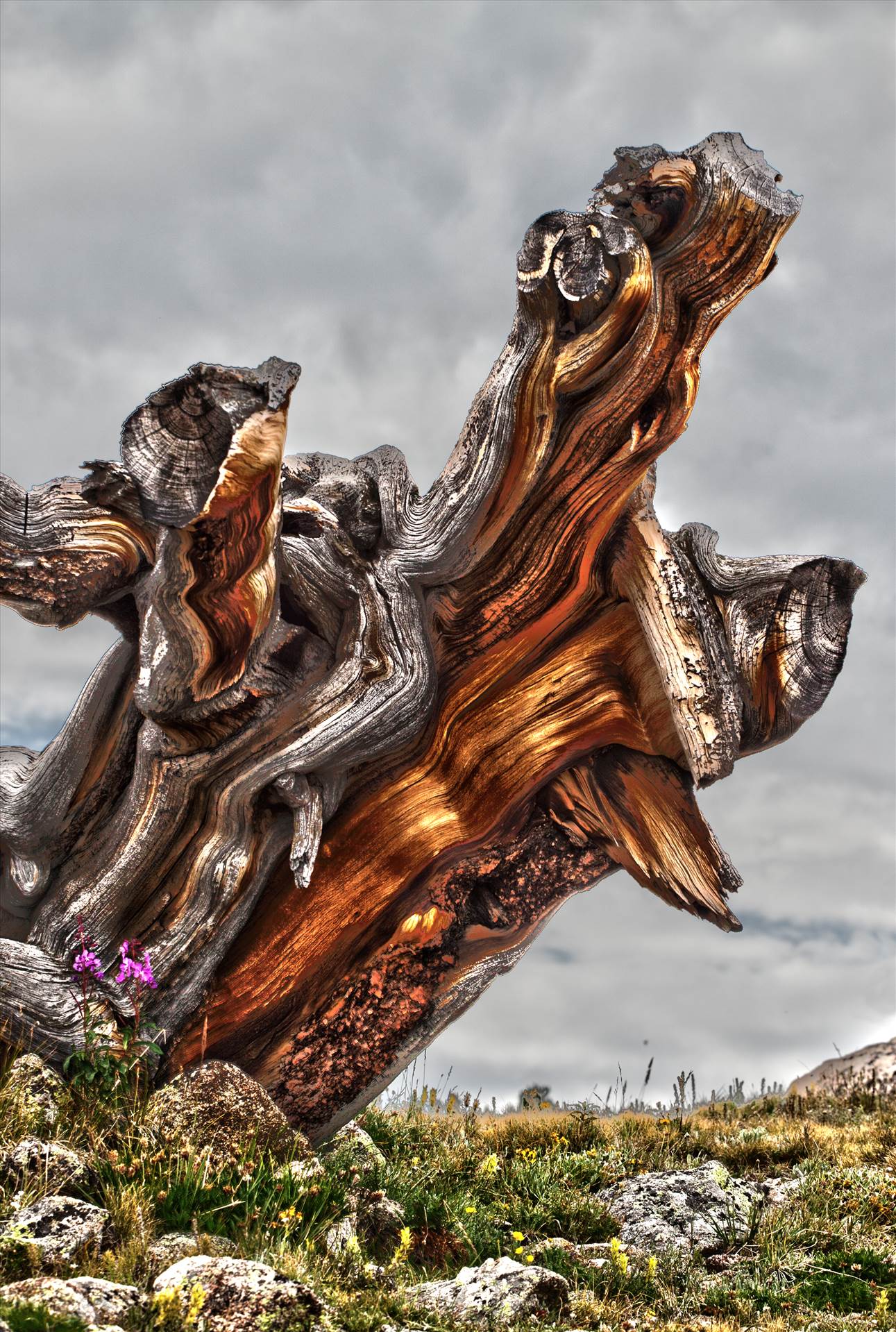 Ancient Tree An ancient tree stump near Mt Evans, Colorado. by Scott Smith Photos