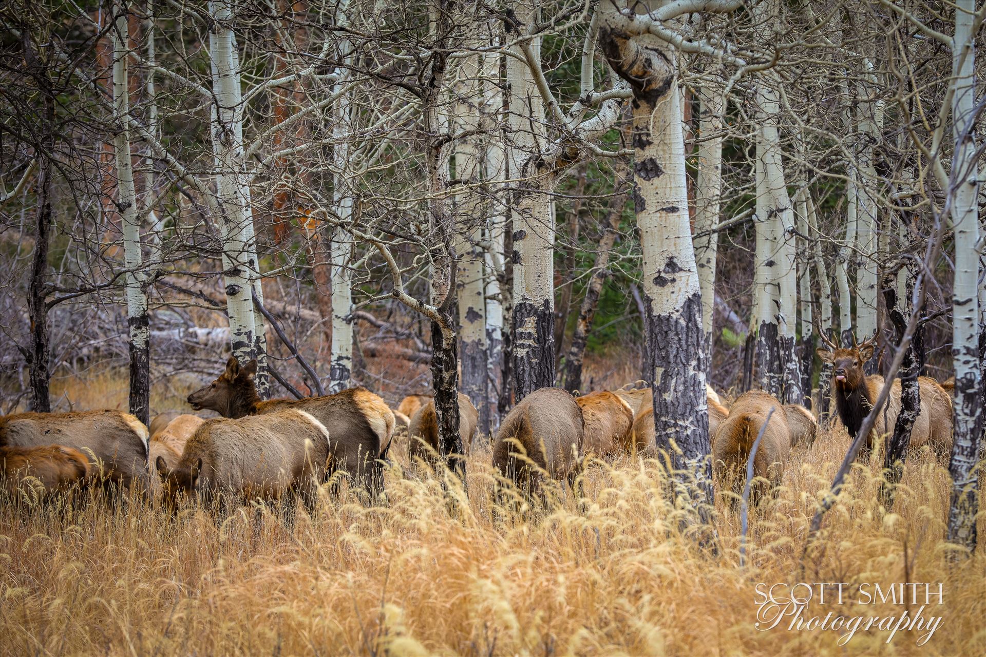 Sunday Elk No 03 A heard of Elk near the entrance to Rocky Mountain National Park, Estes Park, Colorado. by Scott Smith Photos