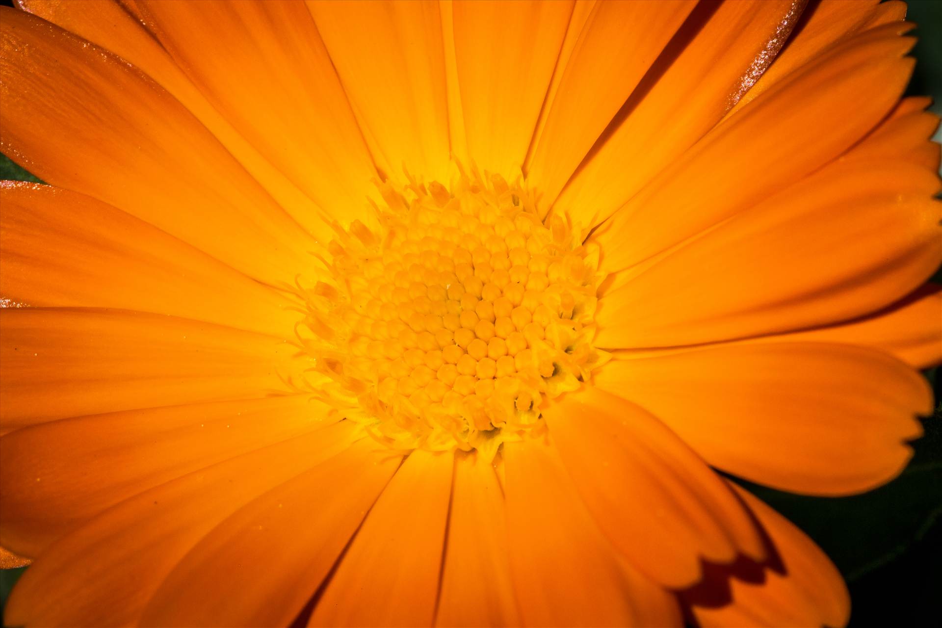 Orange Daisy A spring daisy in Langley, Washington by Scott Smith Photos