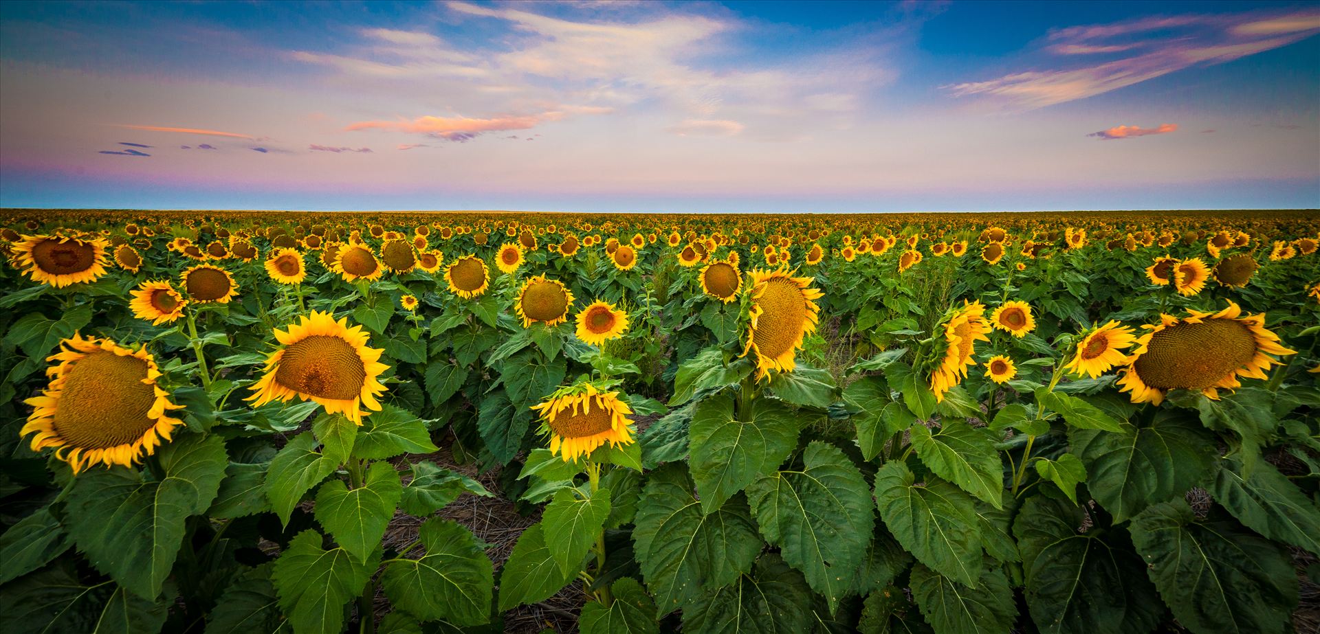 Colorado Sunflower Sunrise Sunflowers near Denver International Airport. by Scott Smith Photos