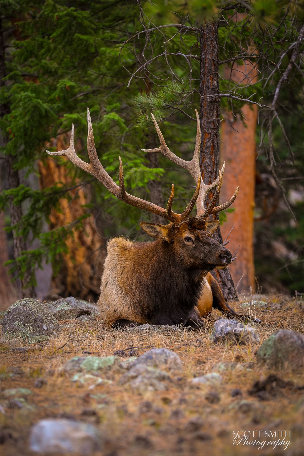 Sunday Elk No 06 A heard of Elk near the entrance to Rocky Mountain National Park, Estes Park, Colorado. by Scott Smith Photos