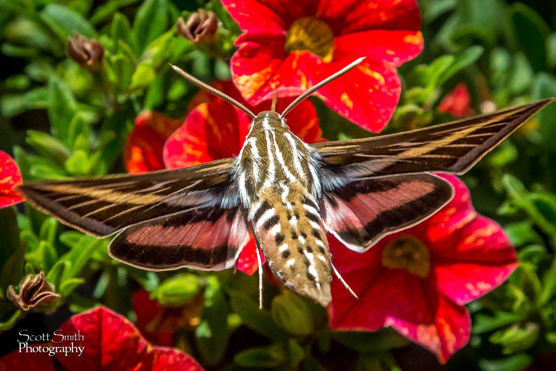 Hawk Moth  by Scott Smith Photos
