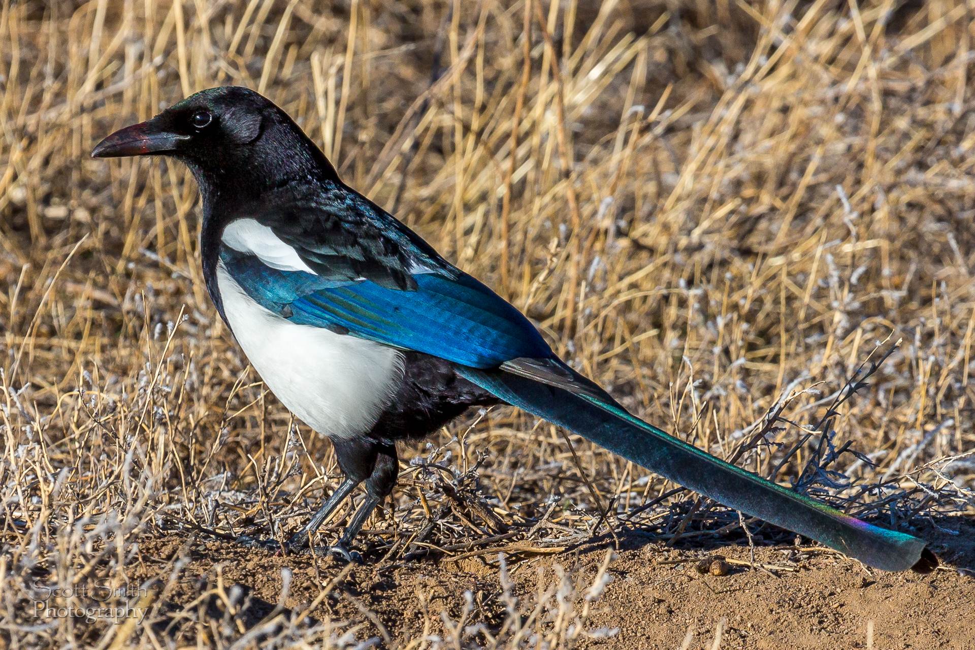 Magpie A magpie enjoying some carrion at the Rocky Mountain Arsenal Wildlife Refuge. by Scott Smith Photos