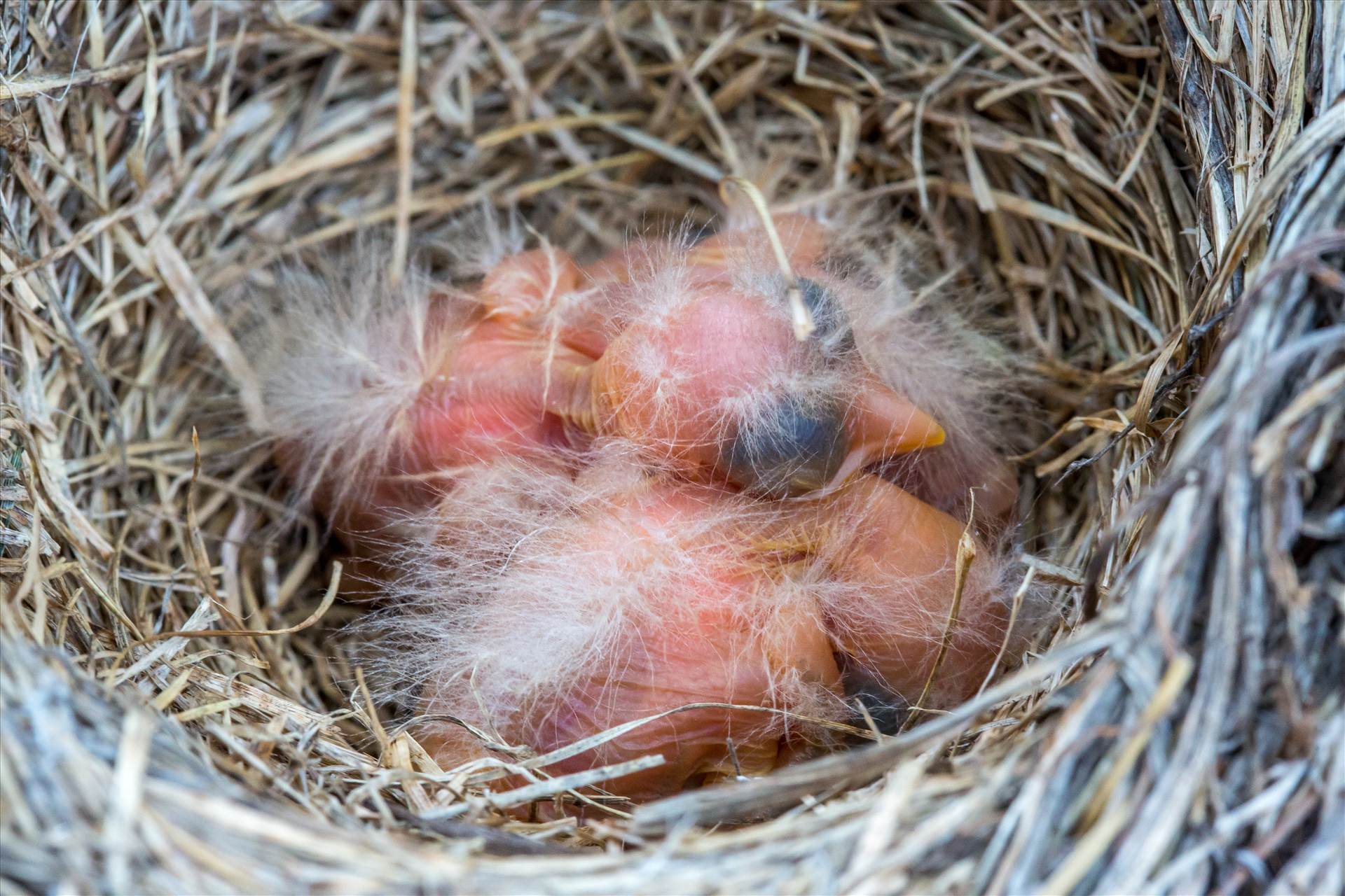 Babies in the Nest  by Scott Smith Photos