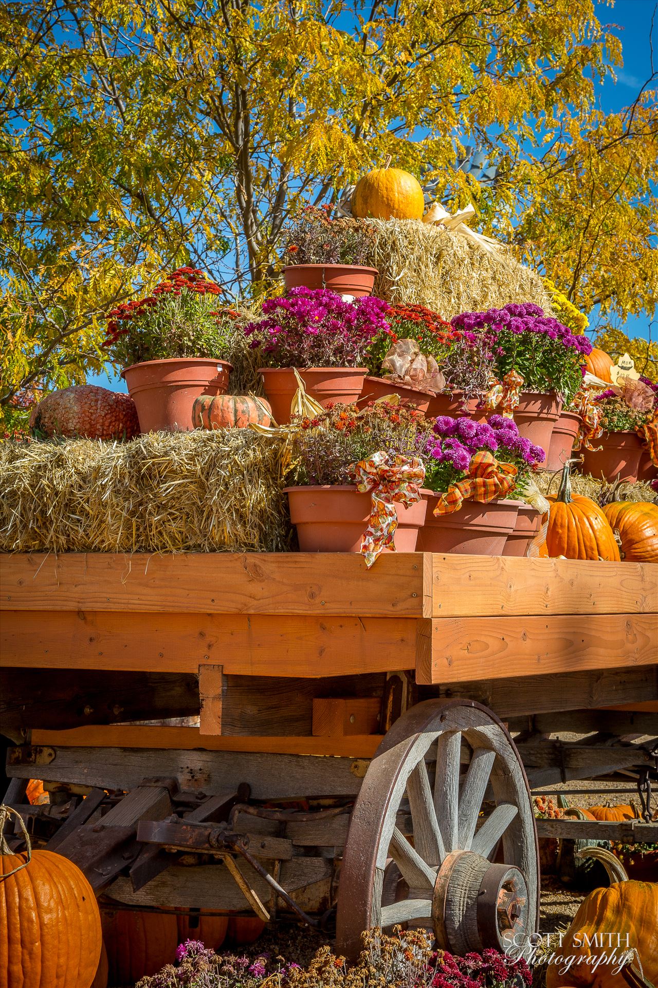 Bounty A wagon full of fall flowers and pumpkins - from Anderson Farms, Erie Colorado. by Scott Smith Photos