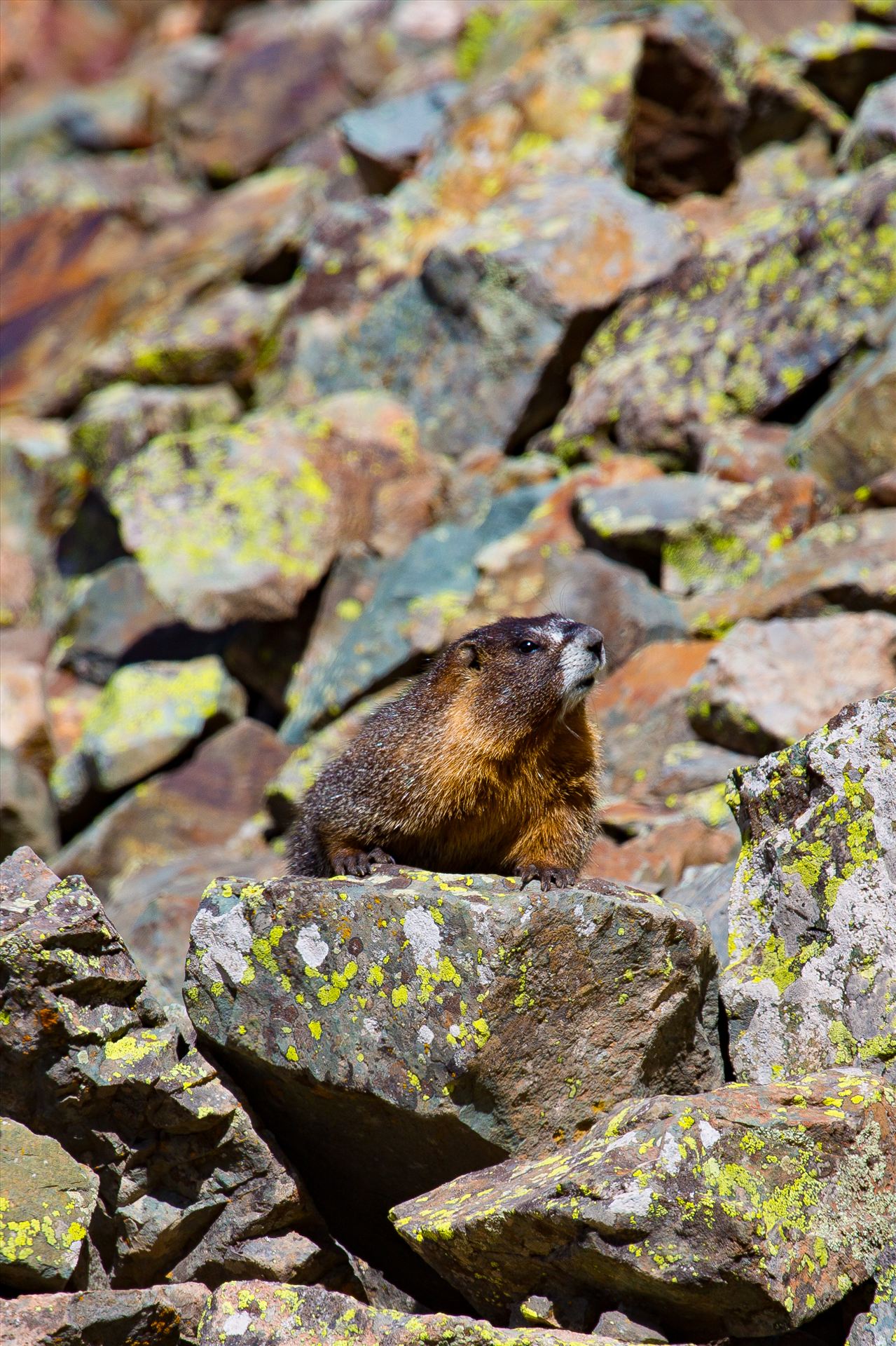 Ophir Pass Marmot A marmot looks for snacks on Ophir Pass, near Ophir Colorado. by Scott Smith Photos