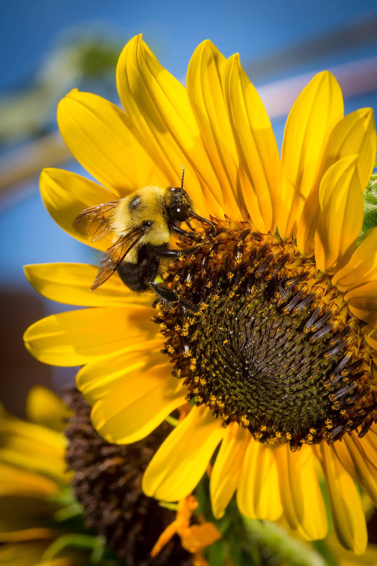 Honeybee Collecting Pollen A honeybee collecting pollen from a sunflower. by Scott Smith Photos