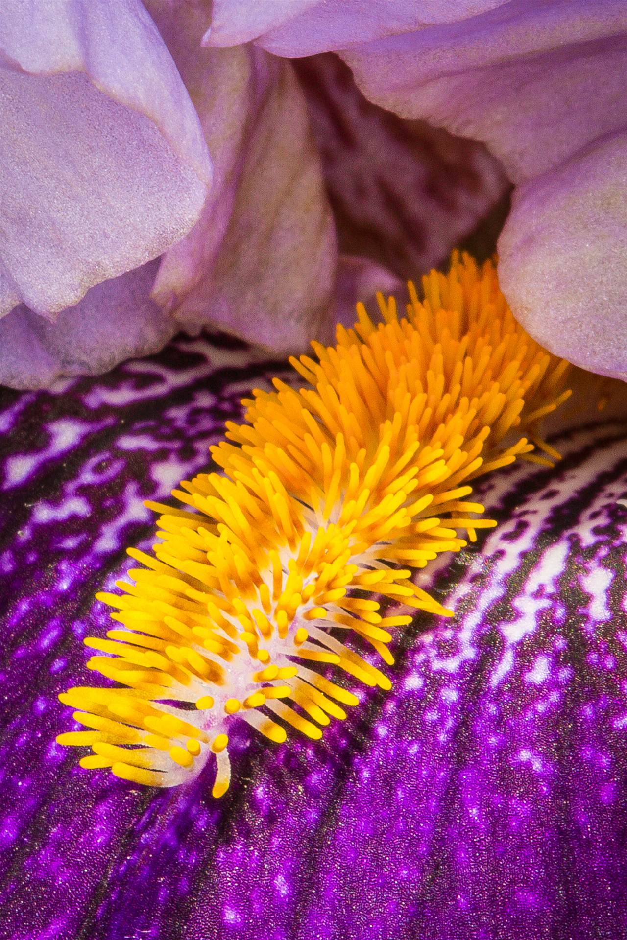 Iris Closeup A iris blooms in the spring. by Scott Smith Photos