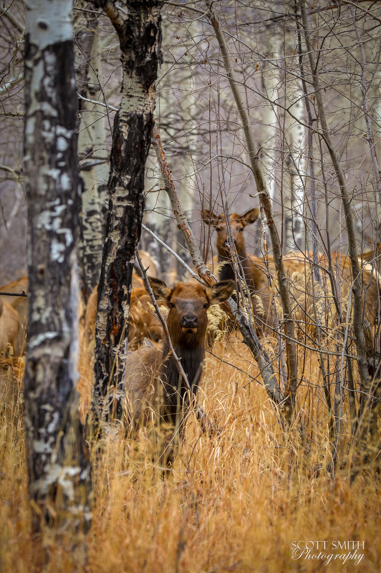 Sunday Elk No 02 A heard of Elk near the entrance to Rocky Mountain National Park, Estes Park, Colorado. by Scott Smith Photos