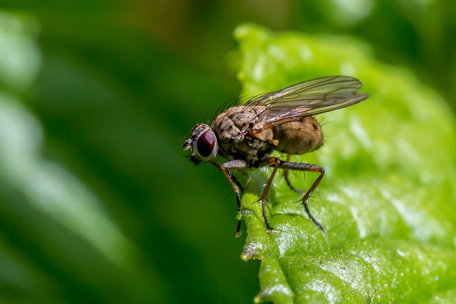 BC4C2592.jpg  by Scott Smith Photos