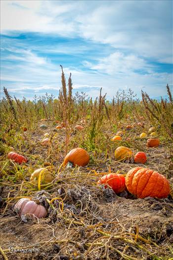 Pumpkins 3 by Scott Smith Photos