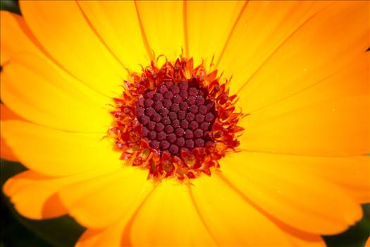 Spring Flower Closeup - A spring flower in Langley, Washington