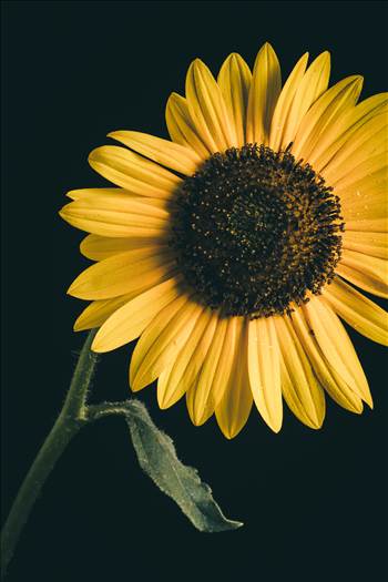 Backyard Sunflowers II by Scott Smith Photos