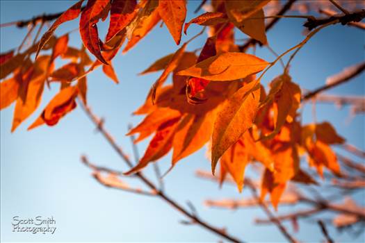 Fall Foliage by Scott Smith Photos