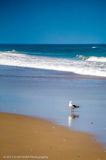 Gull on the Beach by Scott Smith Photos