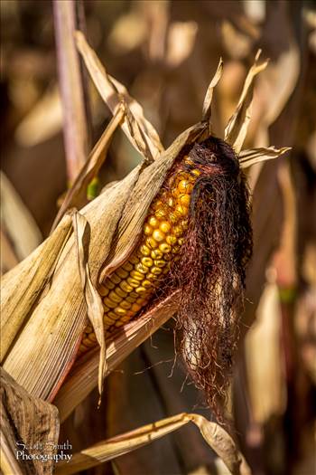 Corn 1 by Scott Smith Photos