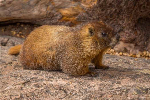 Marmot by Scott Smith Photos