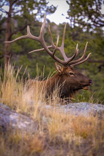Sunday Elk No 05 by Scott Smith Photos