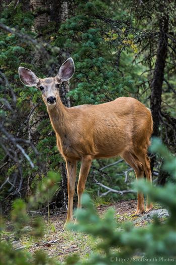 Mount Evans Deer by Scott Smith Photos