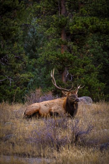 Sunday Elk No 08 by Scott Smith Photos