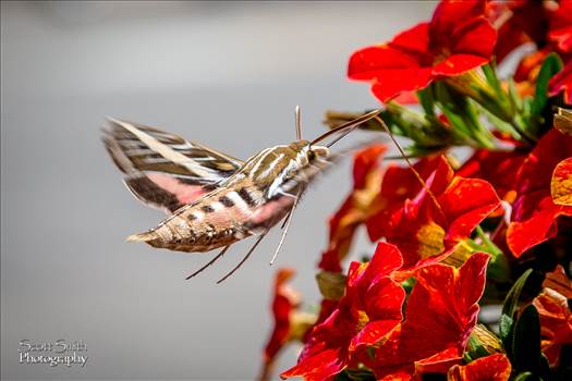 Hawk Moth - A large Hawk Moth feeds on some summer flowers in Frisco, CO.