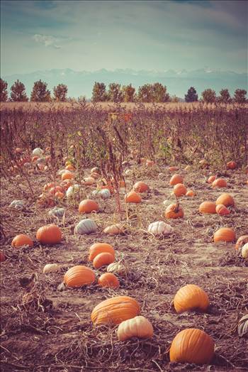 Pumpkin Patch by Scott Smith Photos