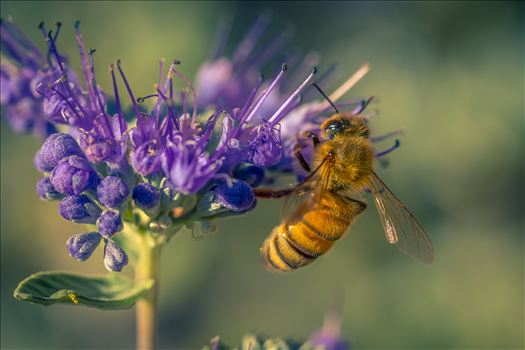 Fall Honeybee by Scott Smith Photos