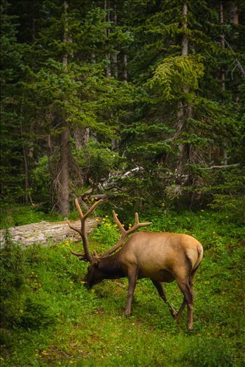 Elk Bull No 3 by Scott Smith Photos