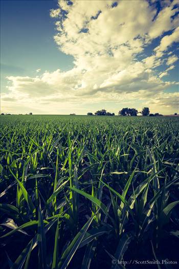 Summer Corn Crop by Scott Smith Photos