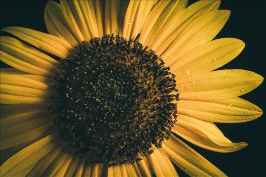 Backyard Sunflowers I by Scott Smith Photos