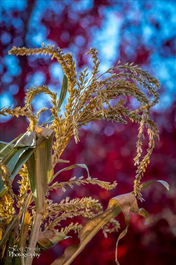 Fall Grasses by Scott Smith Photos