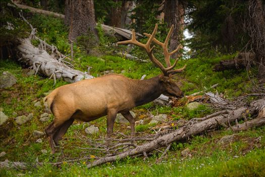 Elk Bull No 2 by Scott Smith Photos