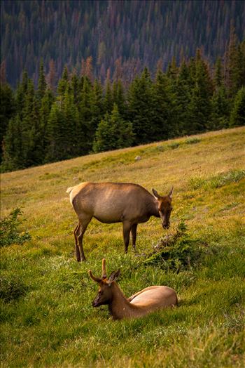 Elk at Sunset by Scott Smith Photos
