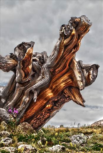 Ancient Tree by Scott Smith Photos