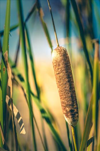 Fall Cattail and Grasses by Scott Smith Photos