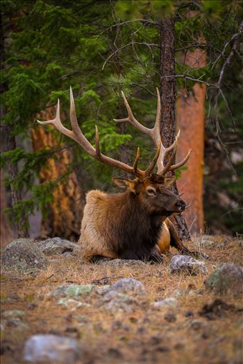 Sunday Elk No 06 by Scott Smith Photos