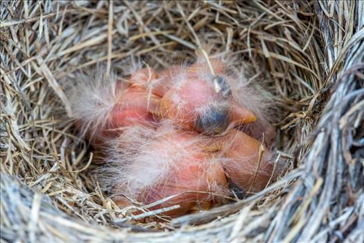 Babies in the Nest by Scott Smith Photos