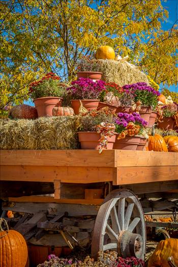Bounty - A wagon full of fall flowers and pumpkins - from Anderson Farms, Erie Colorado.