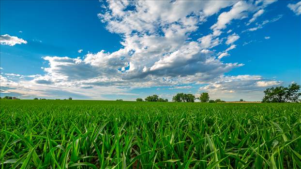 Summer Fields II - Corn fields near Longmont, Colorado