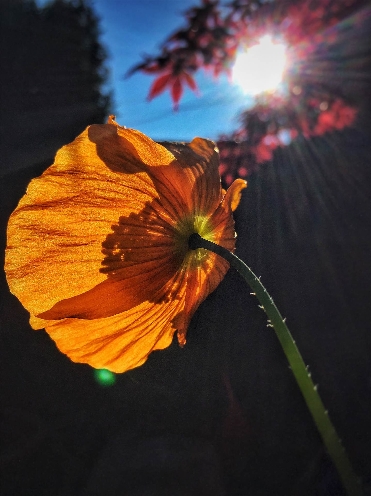 image.jpg undefined by WPC-254