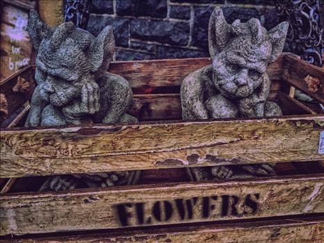 image.jpg - undefined