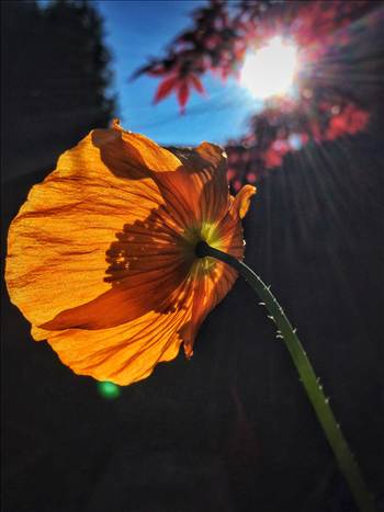 image.jpg - undefined