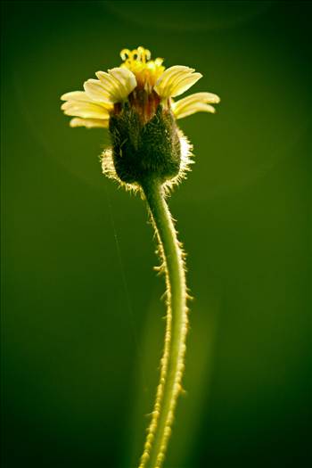 _MG_2323-2.JPG - undefined